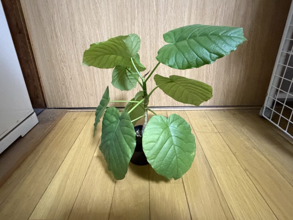 水挿しから1年2か月育ったフィカス・ウンベラータ