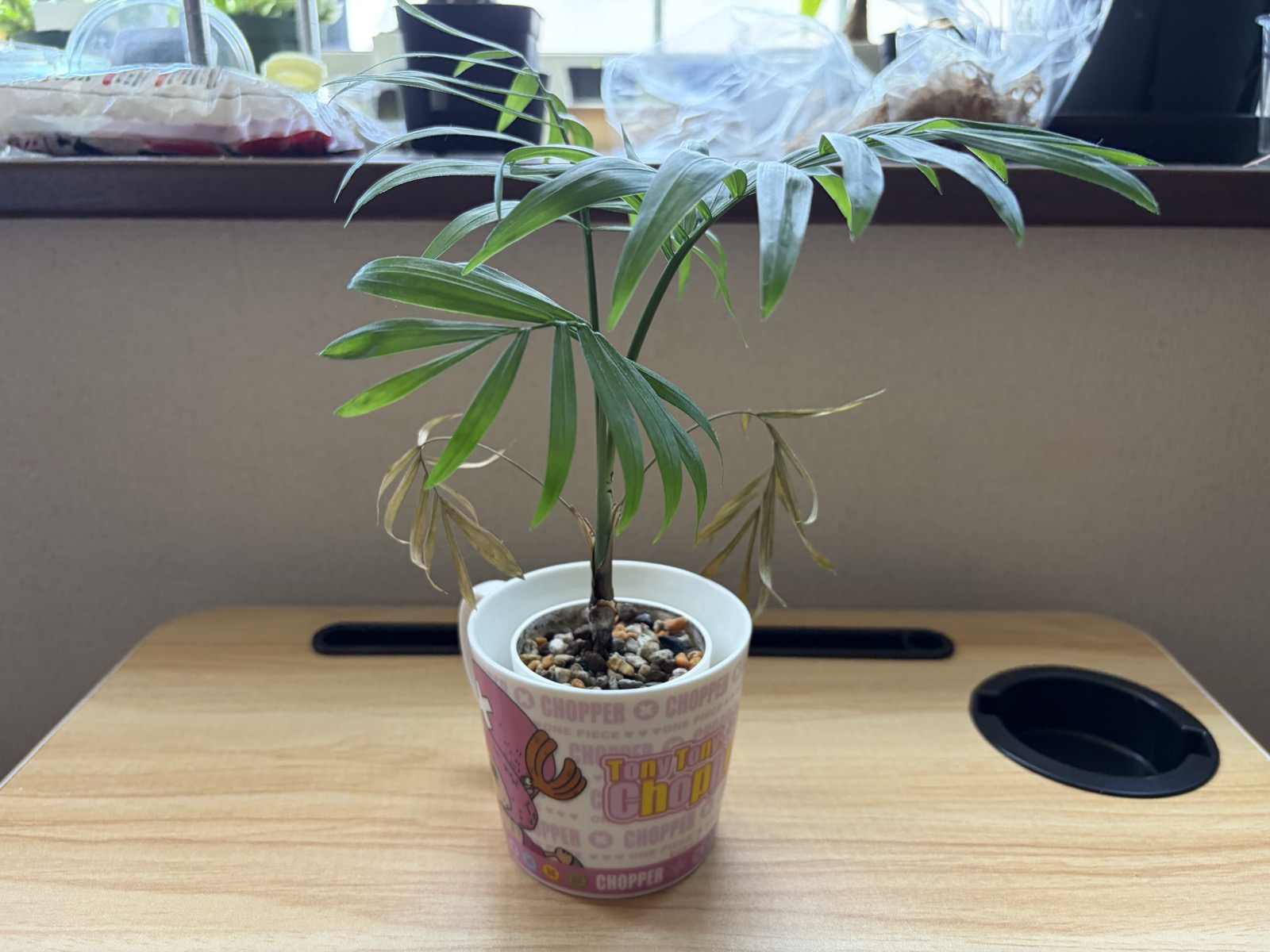 1年3か月後のテーブルヤシ