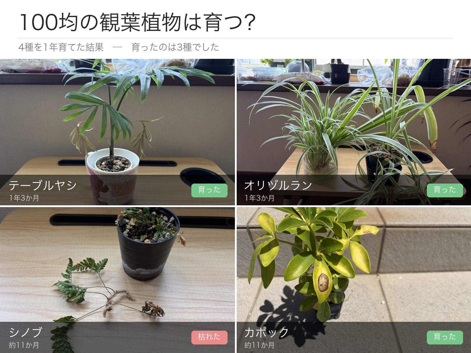 100均で買ったテーブルヤシ・オリヅルラン・シノブ・カポックの4種を1年育てた結果を並べた比較画像