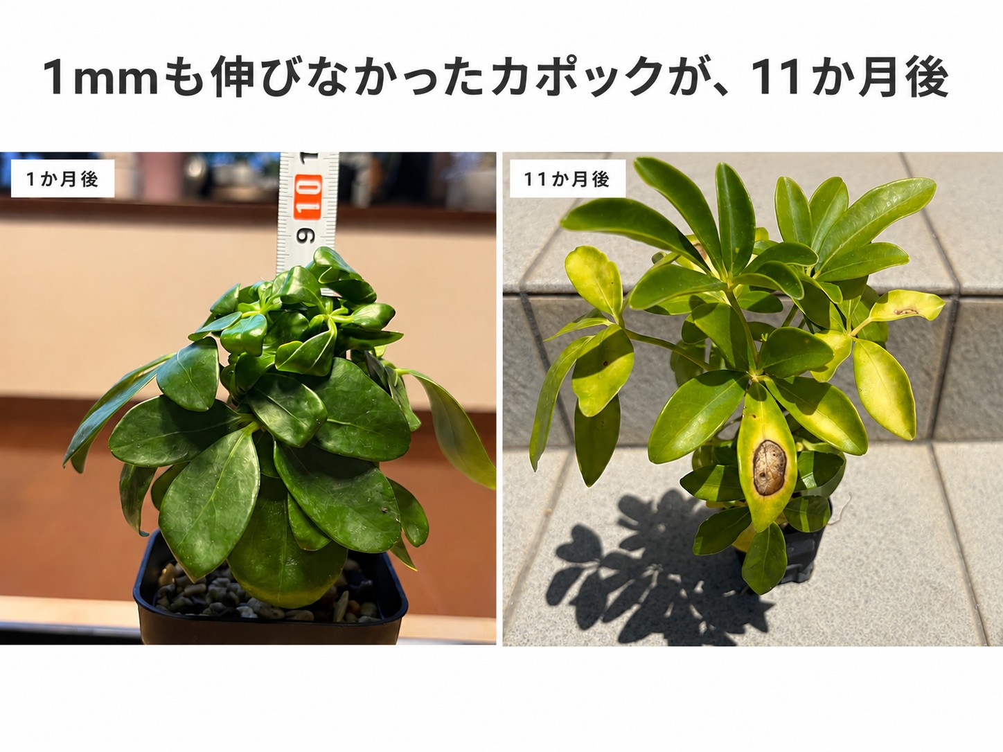 100均カポックの1か月後と11か月後の比較。1か月では1mmも伸びなかったが11か月後には鉢からあふれるほど茂った