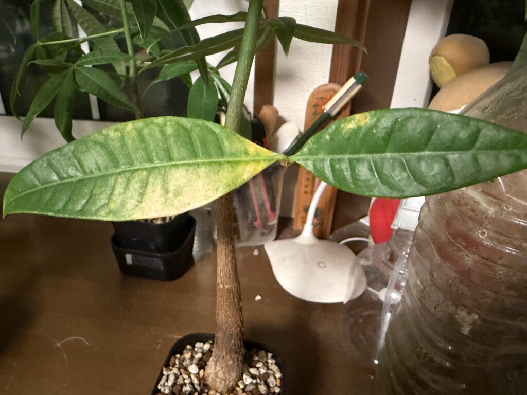 水のみ区のパキラ。葉が黄色く変色している