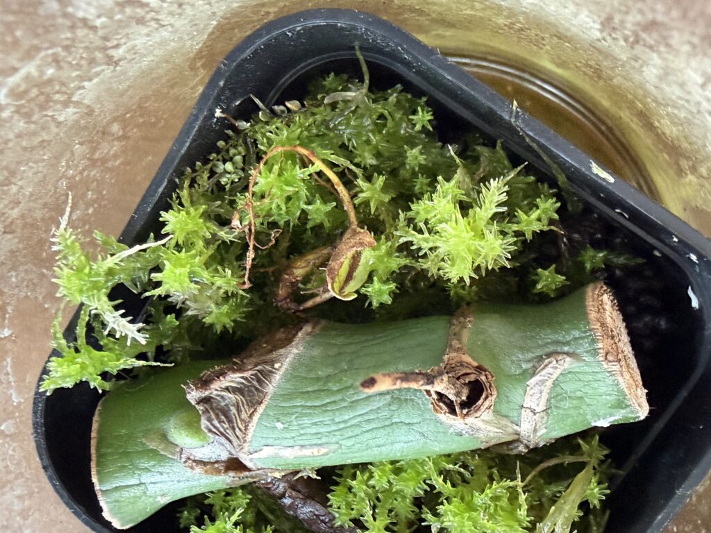 生水苔に伏せたモンステラの茎。3ヶ月経っても緑のままで芽は出ていない