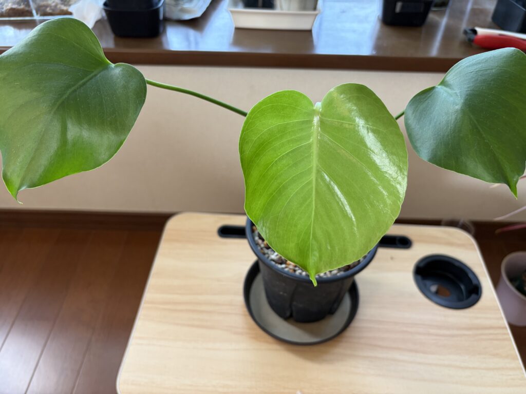 3ヶ月後のモンステラ親株。3枚目の葉が展開している