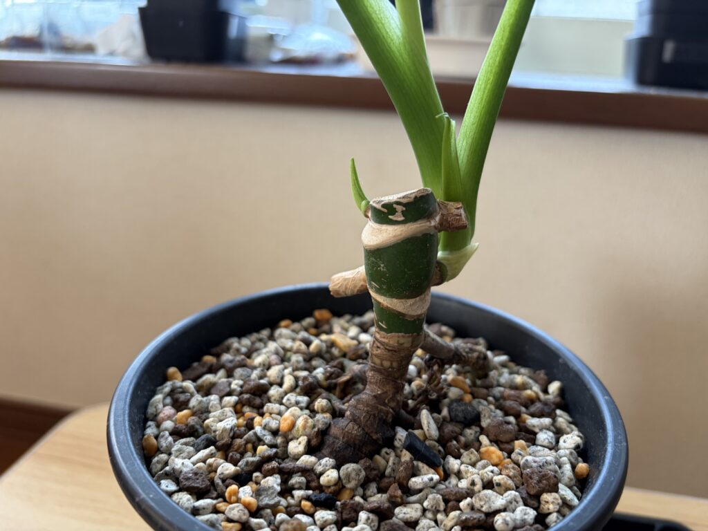 モンステラ親株の株元。切り口の横から次の芽が待機している