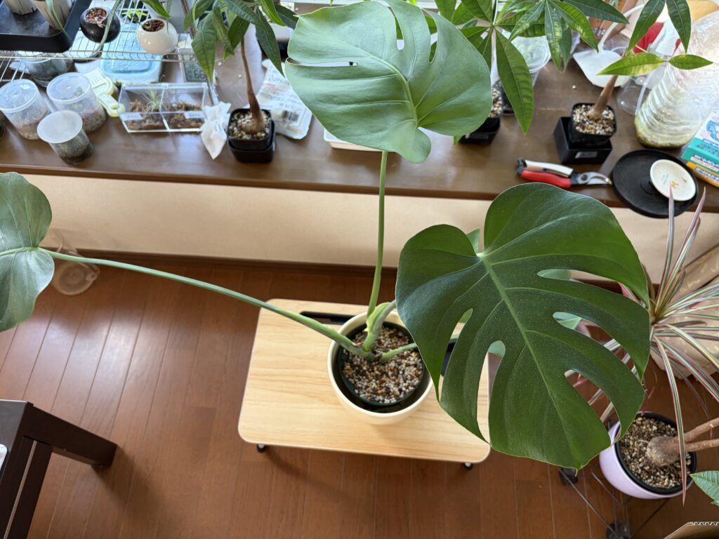3ヶ月後のモンステラ上株。葉が四方に広がっている