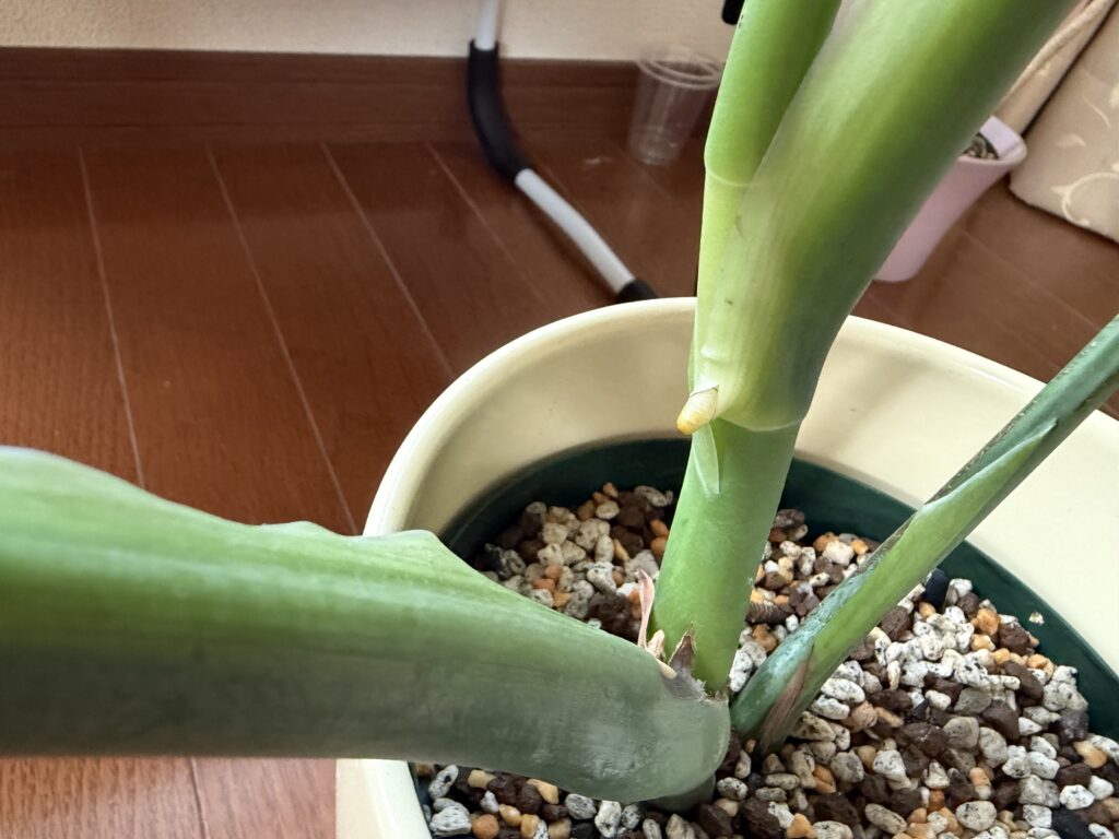 モンステラ上株の株元。小さな芽が見えている
