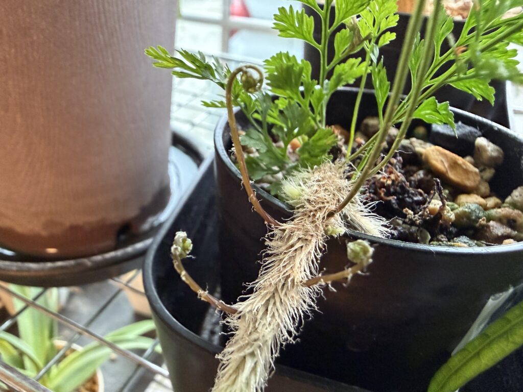 2026年5月のシノブ。根茎が鉢の外へ伸び、新芽が出ている