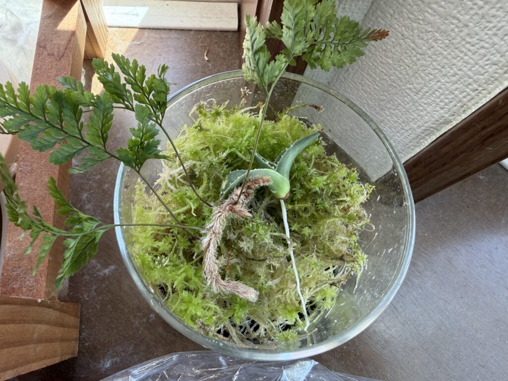 生水苔の上に置いたシノブの根茎。再生チャレンジ開始