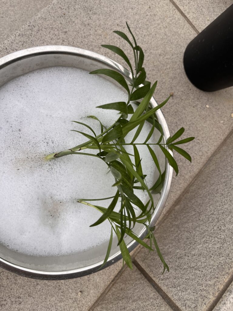 消毒中のテーブルヤシ