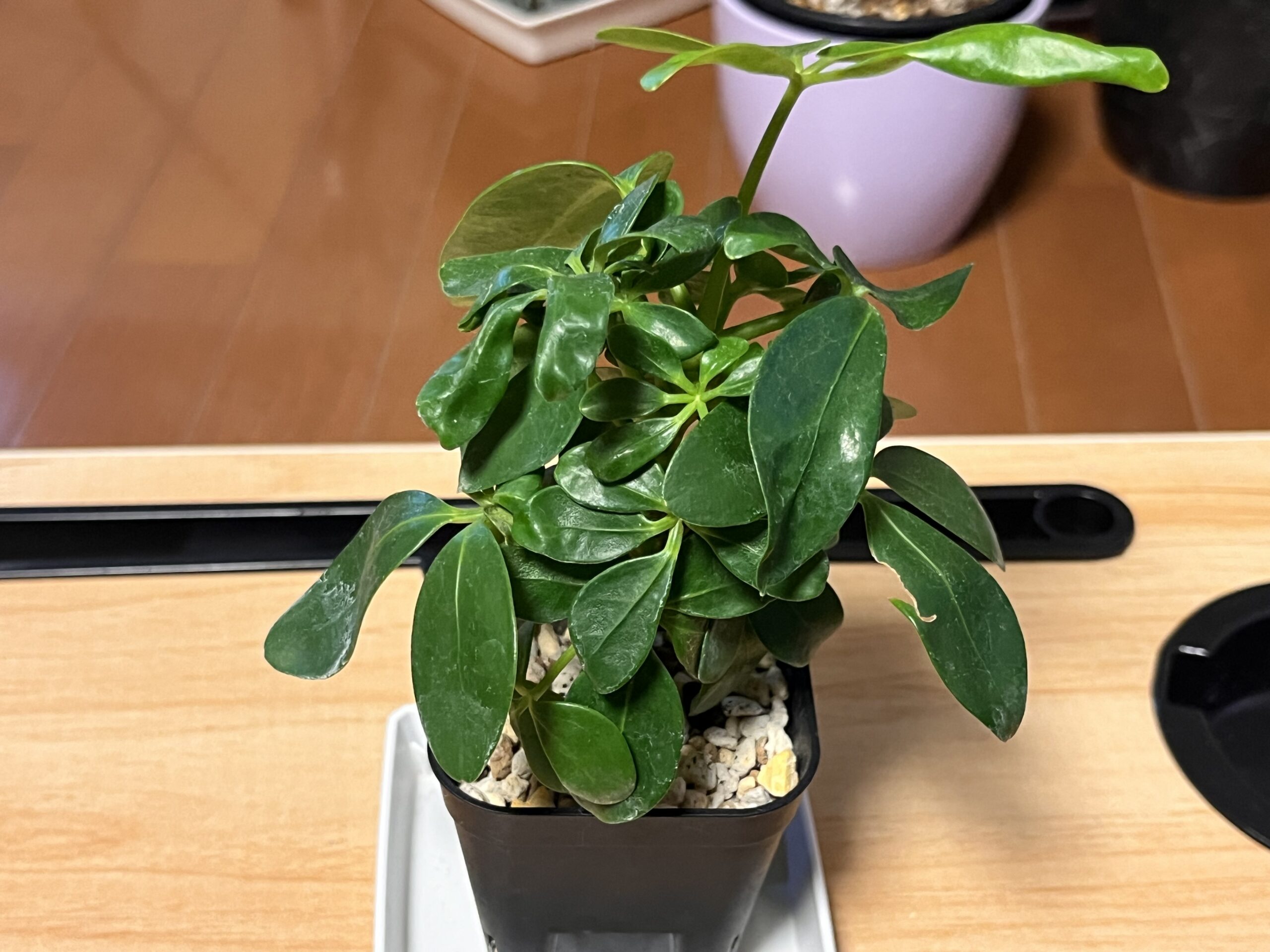 2026年1月3日。新しい葉が展開しはじめた