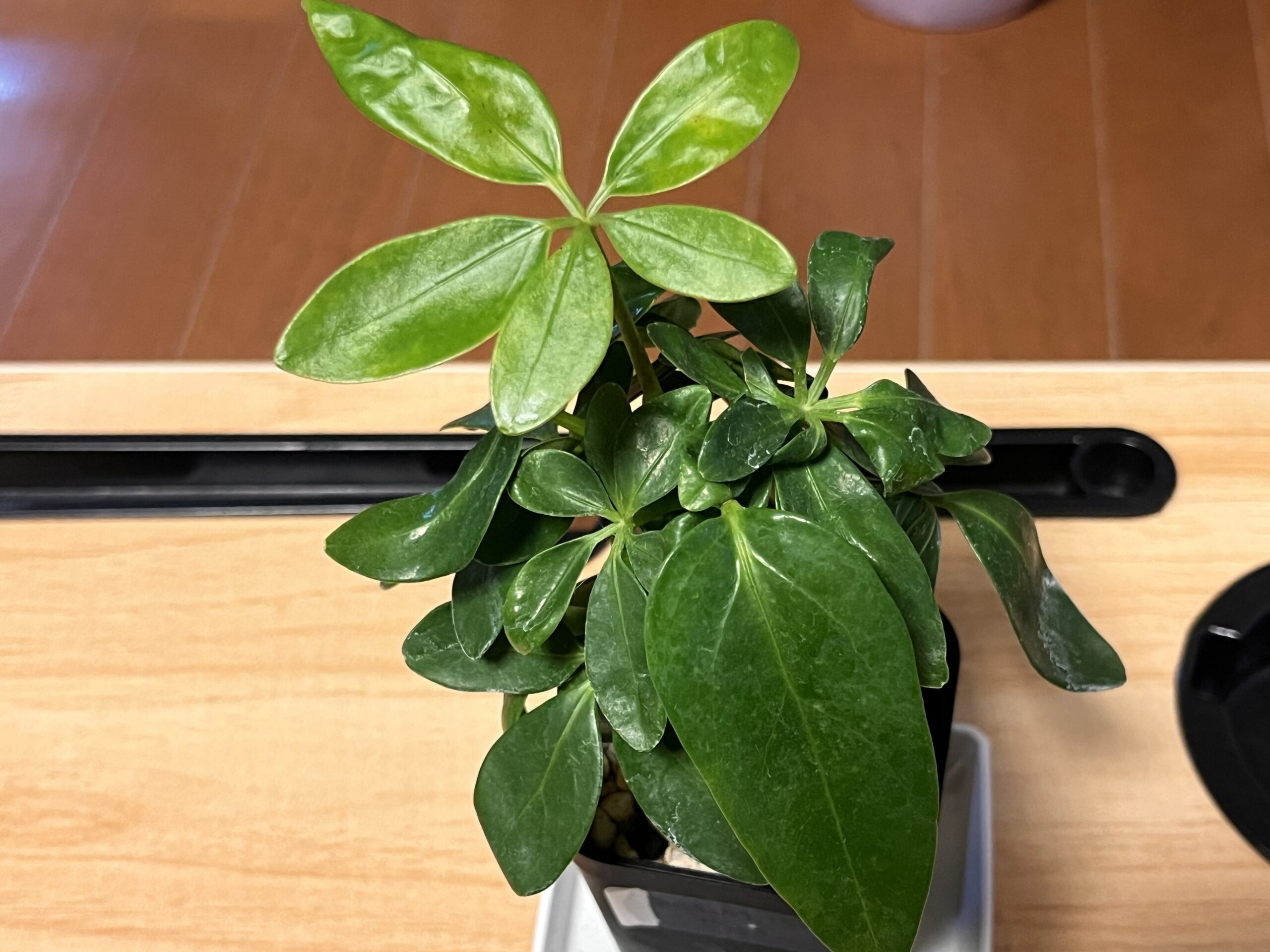 上から見たところ。中心から新芽が伸びている