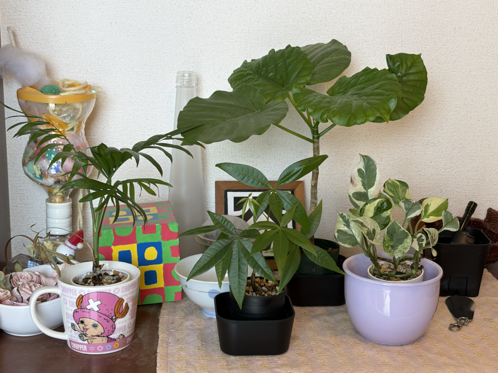 暗い玄関に置いた観葉植物たち。テーブルヤシもこの実験に使っている