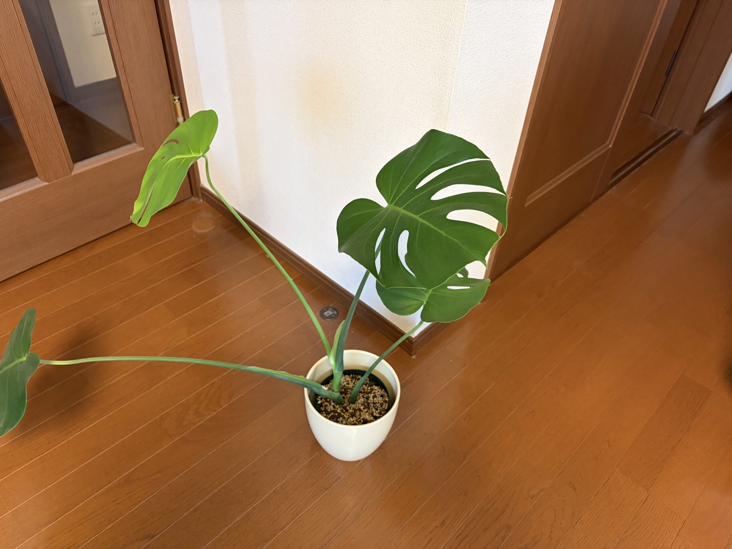 白い鉢カバーに入れて自立しているモンステラ
