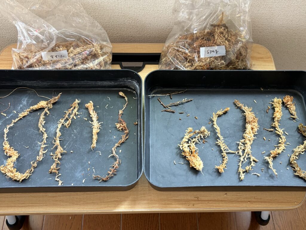 ダイソーとスパグモスの水苔の繊維を並べて比較