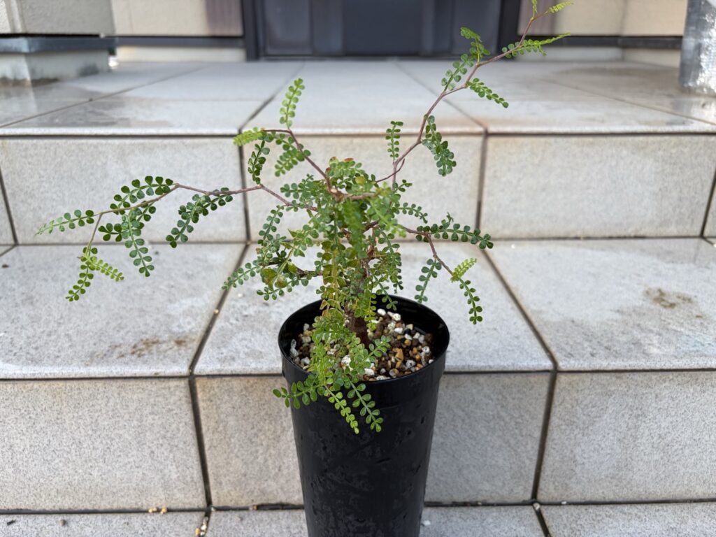 パワータンク採取から1年後の親株。葉が茂って復活している