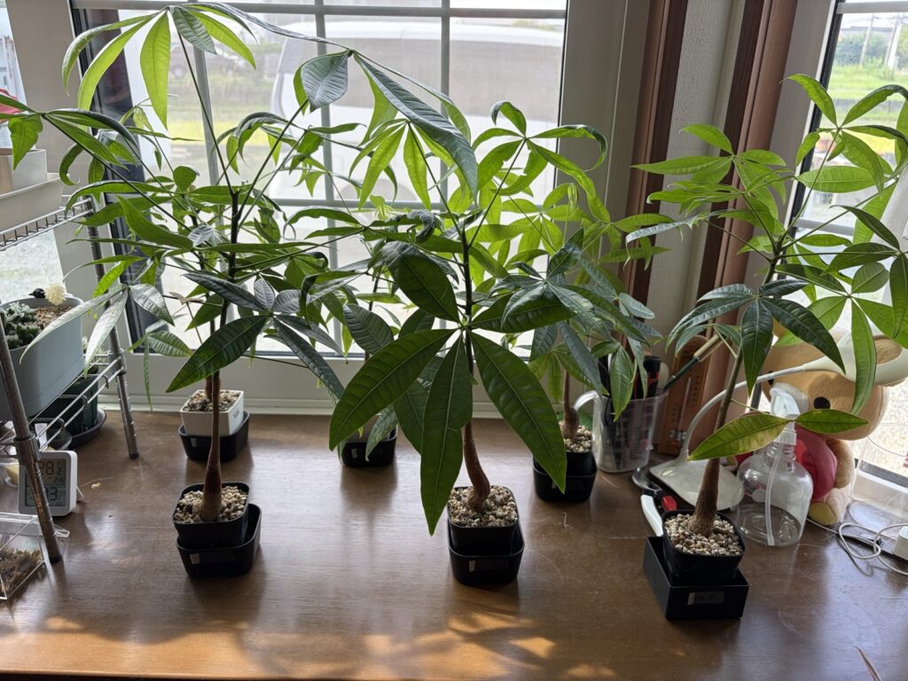3ヶ月後のパキラ6鉢(正面)