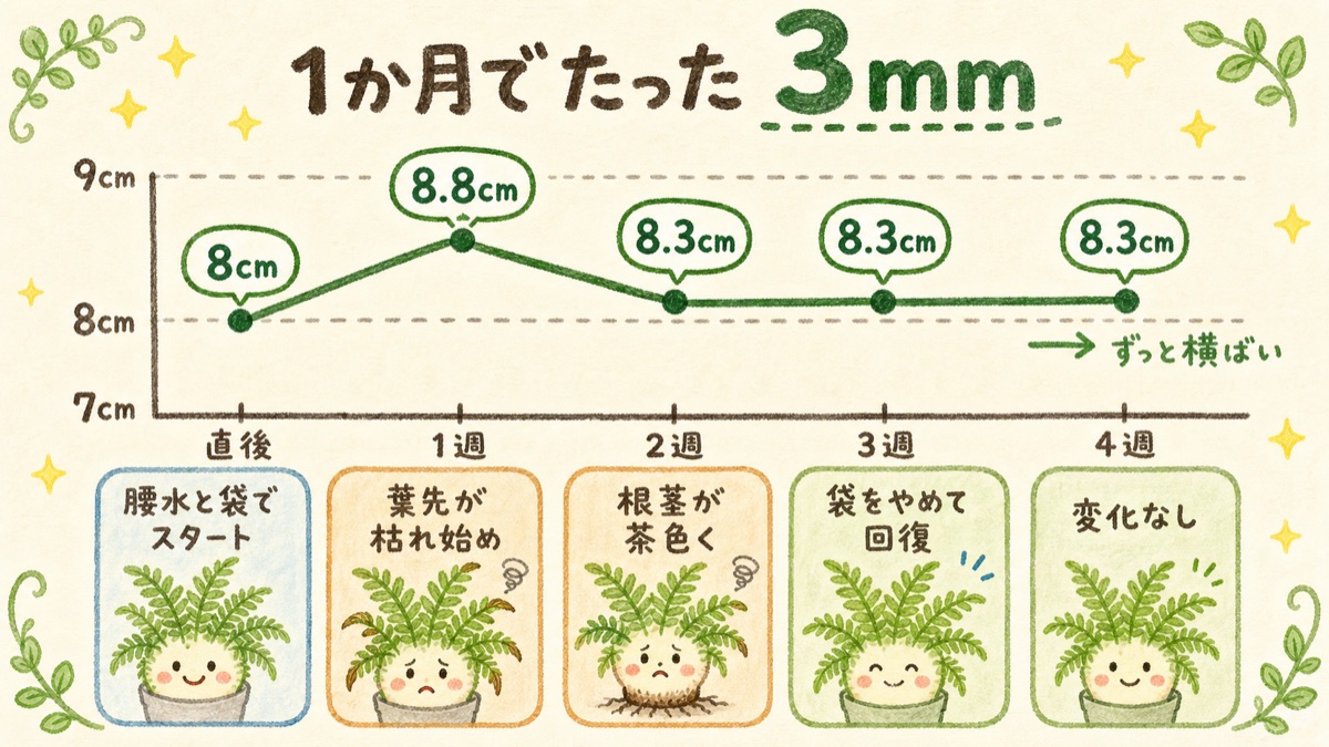 ダイソーのシノブ1か月の成長グラフ。植え替え直後8cm、1週間後8.8cm、2週間後から4週間後まで8.3cmで横ばい。1か月でたった3mm
