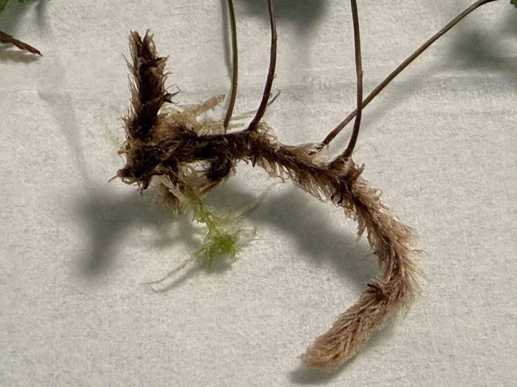 2026年8月19日 生水苔の上のシノブの根茎。黒ずみが出始めている