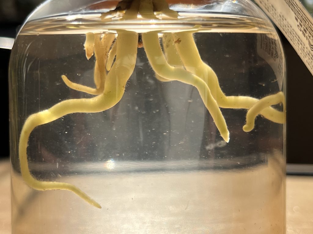 ガラス瓶の中で水に伸びた観葉植物の白い根