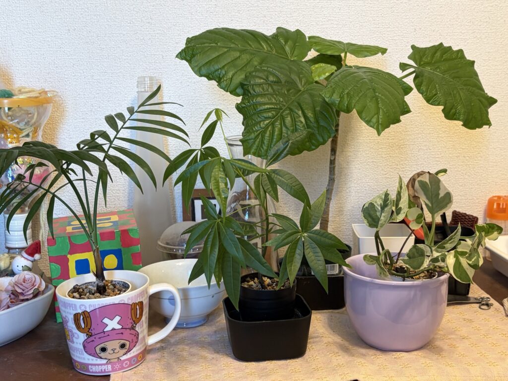 6ヶ月の検証を終えた時点の玄関の観葉植物