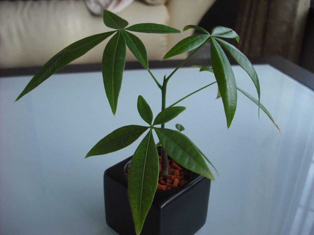 黒い角鉢にハイドロボールで植えたパキラ