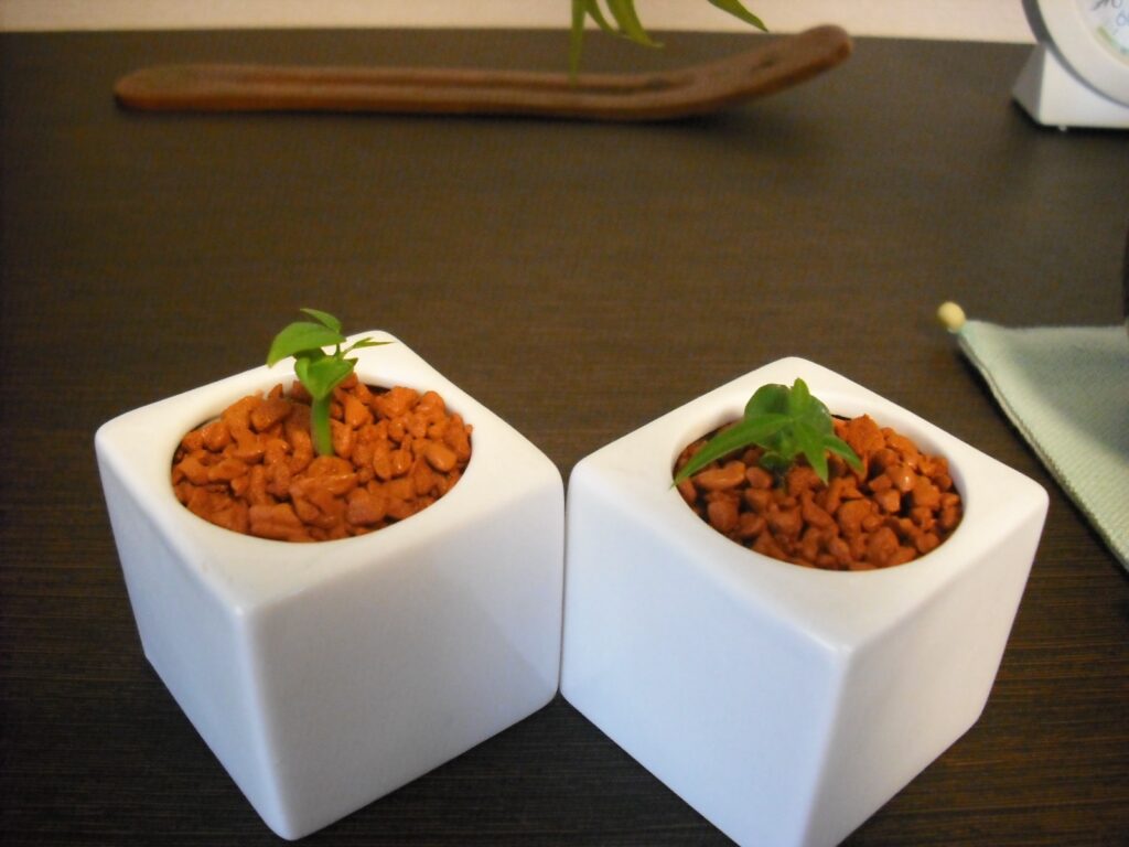 白い角型の容器にハイドロボールで植えた観葉植物の芽
