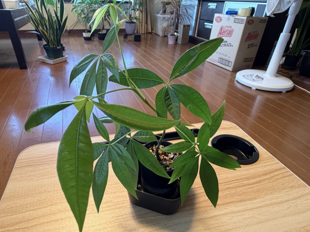 暗い玄関で6ヶ月育てたパキラ。茎が間延びして樹形が乱れている