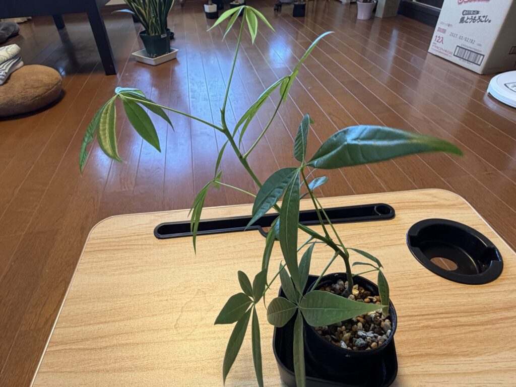 光の方向に葉が向き、節と節の間が間延びしたパキラ