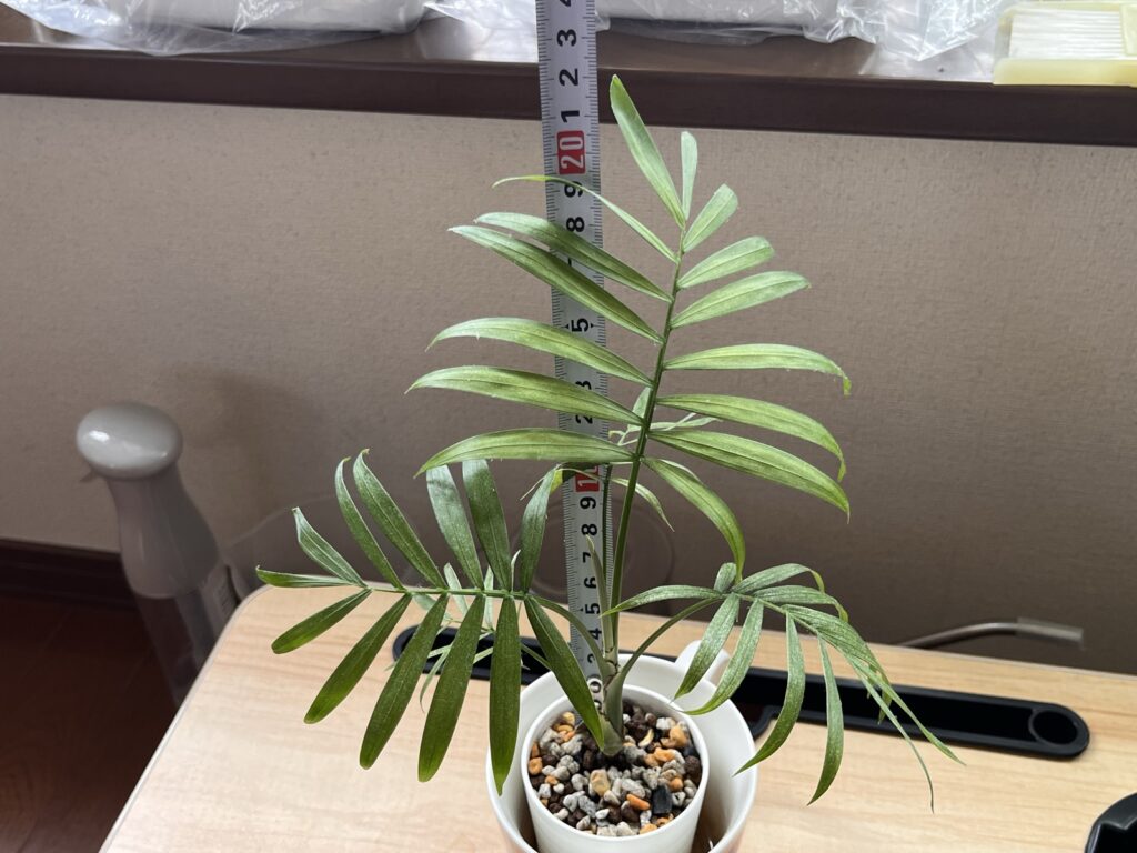 暗い玄関に置く前のテーブルヤシ。葉は5枚