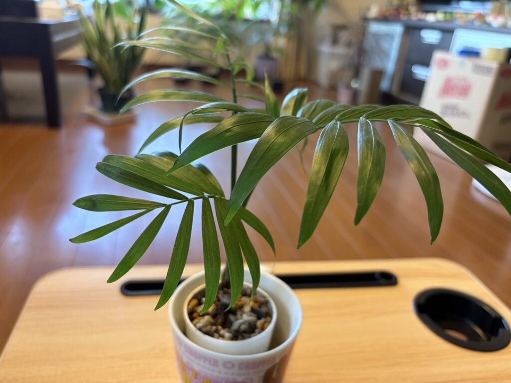 暗い玄関で6ヶ月育てたテーブルヤシ。葉は3枚に減ったが徒長していない