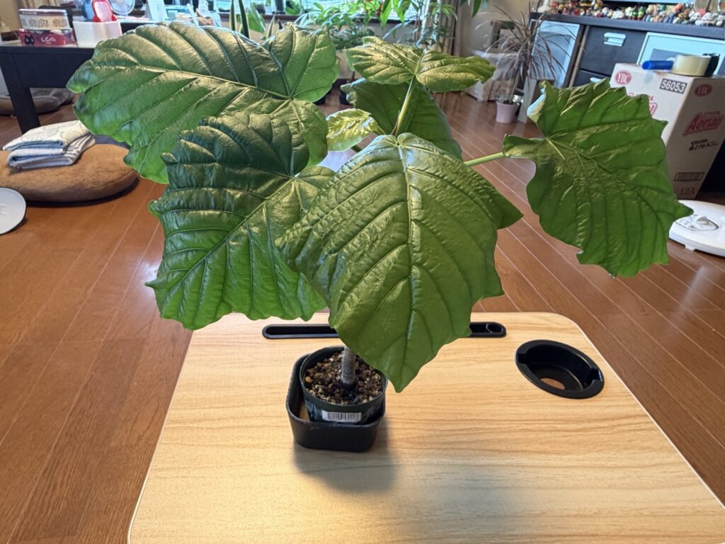 暗い玄関で6ヶ月育てたウンベラータ。徒長せずに葉が7枚に増えた