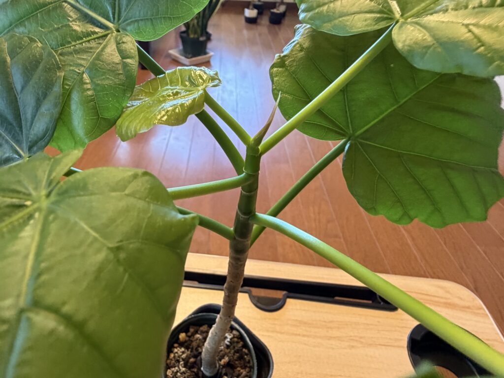 暗い玄関でも展開したウンベラータの新芽と、間延びしていない節